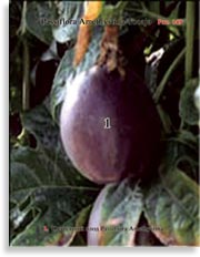 Пассифлора – Passiflora Amethystina