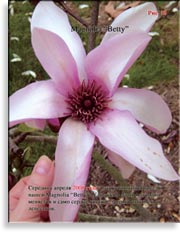 Magnolia «Betty»