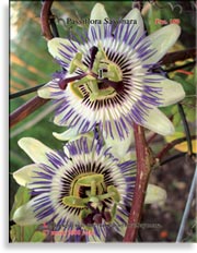 Пассифлора – Passiflora Sayonara