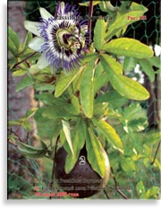 Пассифлора – Passiflora Sayonara