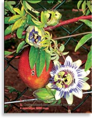 Пассифлора – Passiflora Sayonara