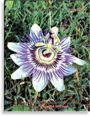 Пассифлора – Passiflora Sayonara