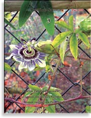 Пассифлора – Passiflora Sayonara