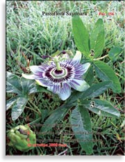 Пассифлора – Passiflora Sayonara