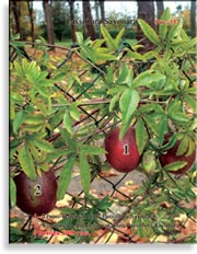 Пассифлора – Passiflora Sayonara