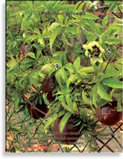 Пассифлора – Passiflora Sayonara
