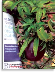 Пассифлора – Passiflora Sayonara