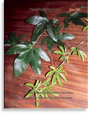 Пассифлора – Passiflora Sayonara