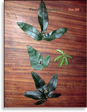 Пассифлора – Passiflora Sayonara