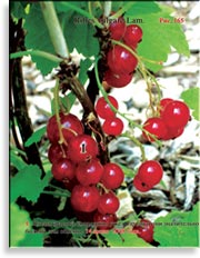 Красная смородина – Ribes vulgare Lam