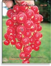 Красная смородина – Ribes vulgare Lam