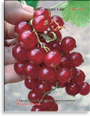 Красная смородина – Ribes vulgare Lam