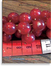 Красная смородина – Ribes vulgare Lam