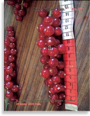 Красная смородина – Ribes vulgare Lam