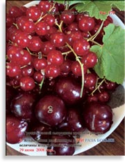 Красная смородина – Ribes vulgare Lam