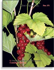Красная смородина – Ribes vulgare Lam