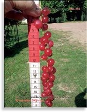 Красная смородина – Ribes vulgare Lam