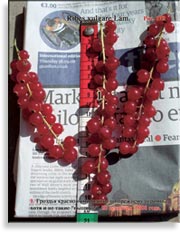 Красная смородина – Ribes vulgare Lam