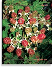 Ежевика – Rubus Caesius