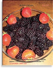 Ежевика – Rubus Caesius