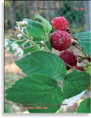 Красная малина – Rubus daeus