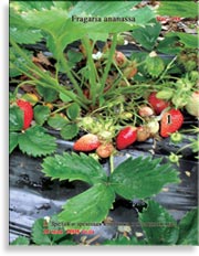 Клубника, садовая земляника – Fragaria ananassa
