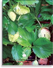Клубника, садовая земляника – Fragaria ananassa
