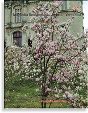 Magnolia Soulangiana – hybrid «Verbanica»