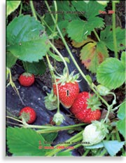 Клубника, садовая земляника – Fragaria ananassa