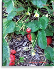 Клубника, садовая земляника – Fragaria ananassa