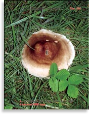 Устричный гриб – Pleurotus Ostreatus