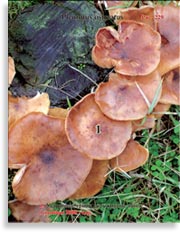 Устричный гриб – Pleurotus Ostreatus