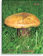 Белый гриб – Boletus edulis