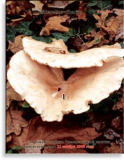 Лисички – Cantharellus tubiformis