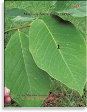 Magnolia Soulangiana «Lennei»