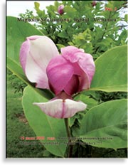 Magnolia Soulangiana – hybrid «Verbanica»