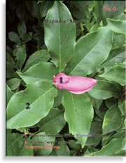 Magnolia «Susan»