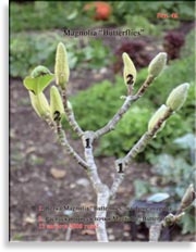 Magnolia «Butterflies»