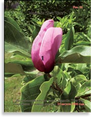 Magnolia «Star Wars»