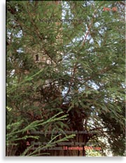 Секвойя – Sequoia Gigantea