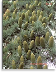 Голубой кедр – Cedrus Atlantica f. Glauca