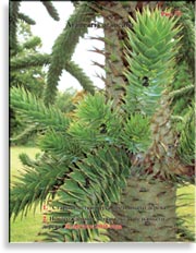 Araucaria araucana – Араукария чилийская