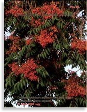 Tree of Heaven — Ailanthus Altissima (райское дерево)
