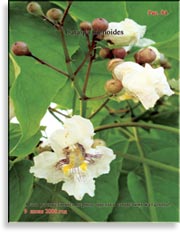 Catalpa bignoides (катальпа)