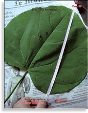 Catalpa bignoides (катальпа)