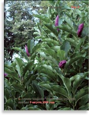 Magnolia «Susan»