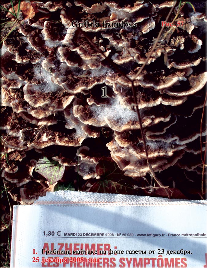 Японский гриб майтаке – Grifola frondosa