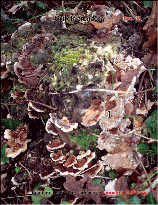 Японский гриб майтаке – Grifola frondosa