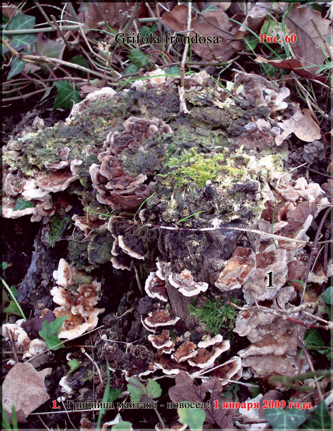 Японский гриб майтаке – Grifola frondosa
