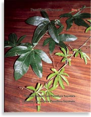 Листья Passiflora Sayonara